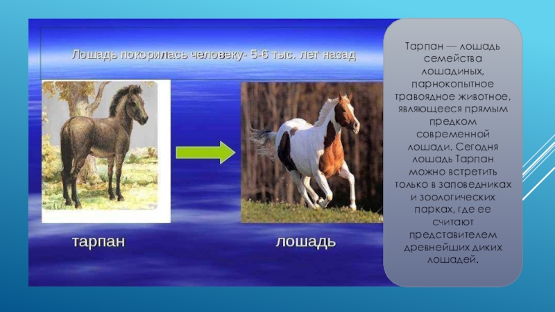 Лошадь доклад 3 класс. Тарпан предок лошади. Сообщение о лошади. Проект про лошадей. Предки домашних животных лошадь.