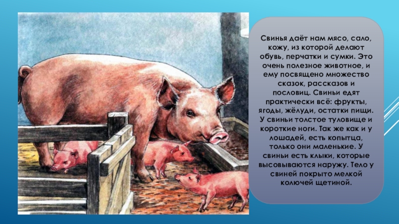 Свинья информация. Рассказ о свинье. Сообщение о свинье. Свиноводство информация для детей. Рассказ про хрюшку.