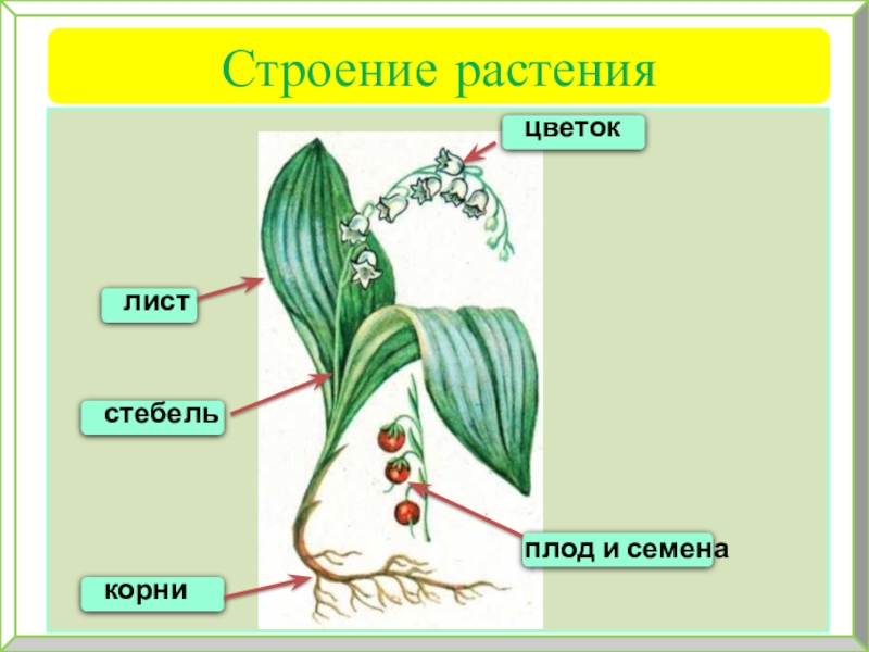 Корень стебель лист цветок плод семена. Строение и разнообразие цветов. Строение цветкового растения. Строение овощей. Строение растения 10.