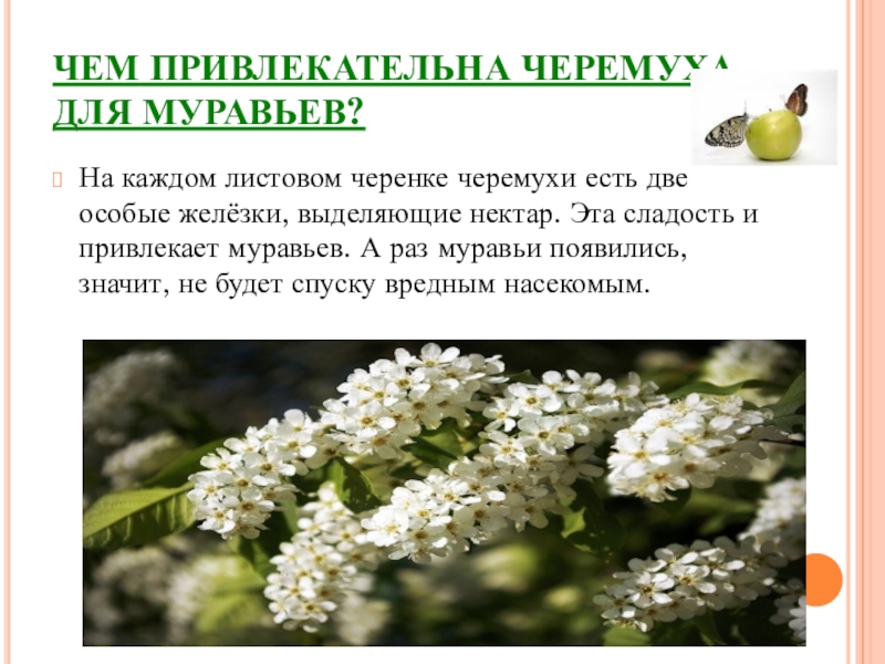 Чем полезна черемуха для человека