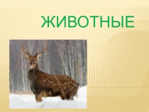 Животные леса