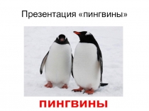 Презентация о северных, морских птицах Пингвины