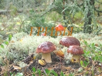 Презентация к проектной работе на тему Грибы 1 класс