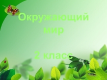 Открытый урок. Окружающий мир 2 кл.