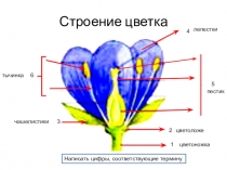 Презентация по биологии на тему: Плод орган защиты и расселения семян