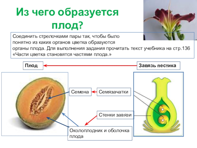 Что является признаком плодов растений. Плод околоплодник пестик. Семя завязь, зародыш, околоплодник, Боб. Как формируется под у растений. Завязь и околоплодник.