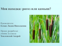 Презентация и текст проекта Рогоз или камыш