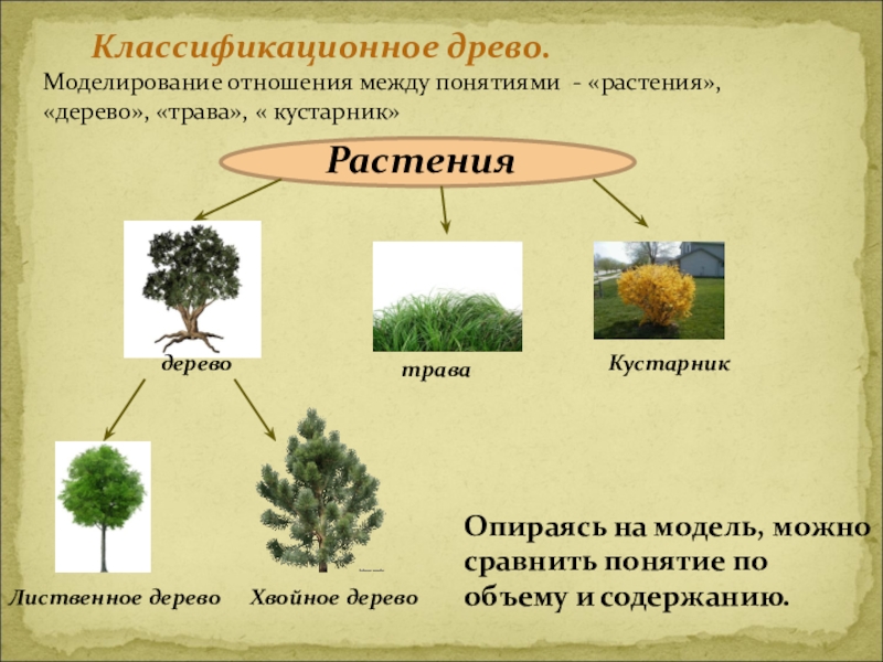 Древо понятий. Дерево понятий. Классификация растений дерево. Обобщение понятия дерево. Понятие что такое растение.
