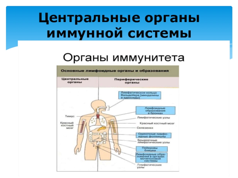 Центральные органы иммунной системы