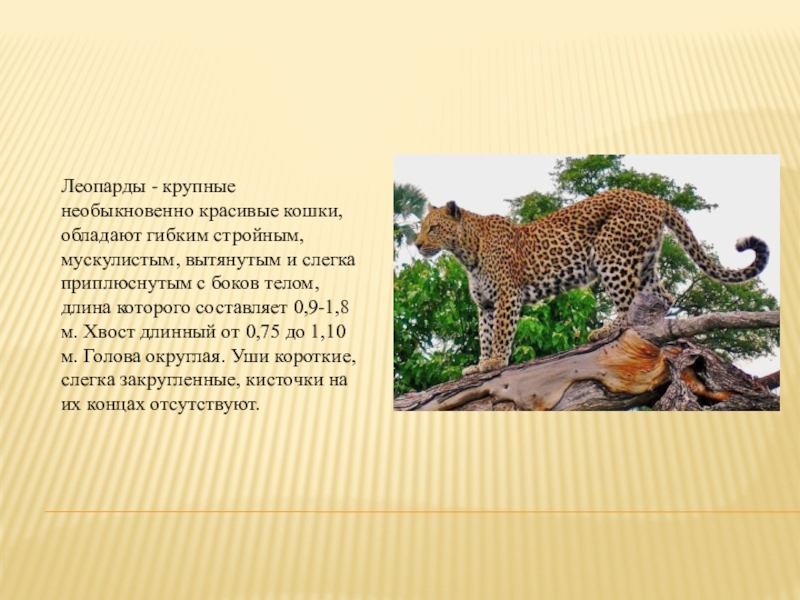 Леопард доклад. Леопард презентация. Сообщение про леопардов. Доклад про леопарда на английском языке с переводом. Что добавить в концы презентации леопарды.