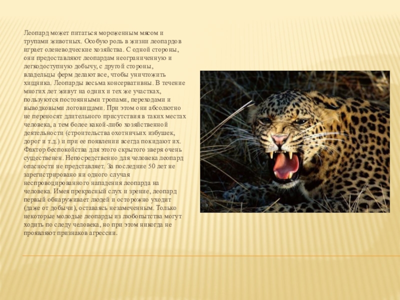 Температура леопарда. Сообщение о леопарде. Леопард описание животного. Леопард презентация. Леопард доклад.