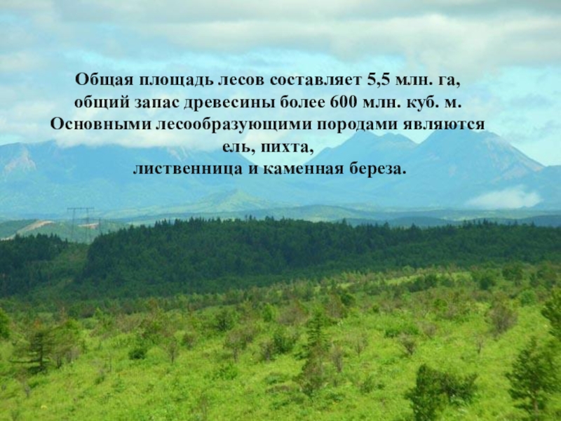 Какая площадь леса. Площадь лесов. Общая площадь лесов. Австрия общая площадь лесов. Площадь лесов Кубы.