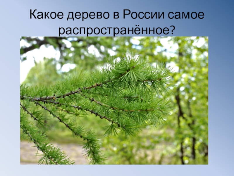 Самой холодостойкой хвойной породой является. Самое распространённое дерево в России. Самое распрестроненор дерево Росси. Какое самое распротонере лерево в Росси. Самое распространенное дерево лесов России.