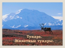 Презентация по окружающему миру на тему Тундра. Животный мир тундры