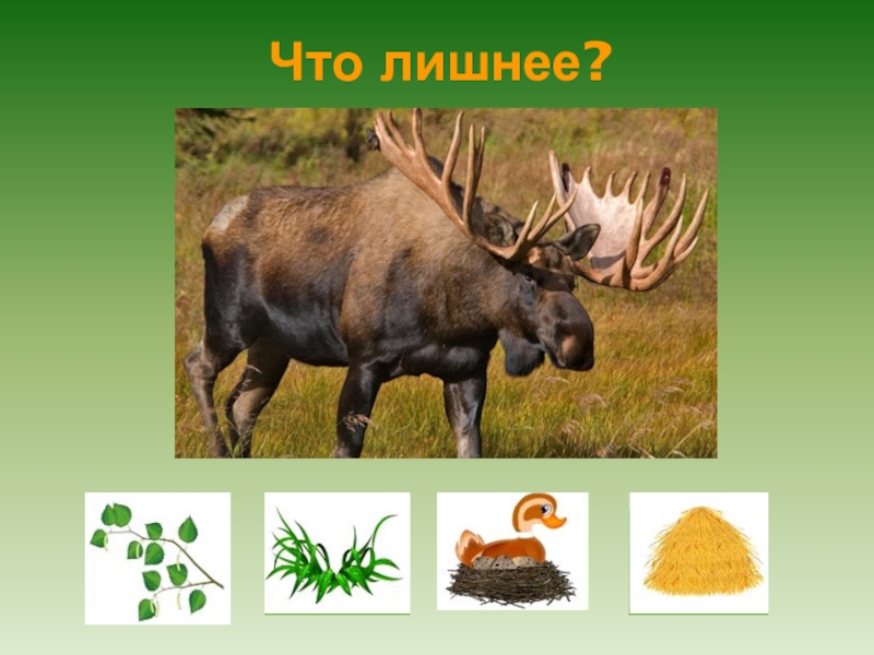 Презентация в подготовительной группе на тему: Лесные животные. Что лишнее? Что лишнее?