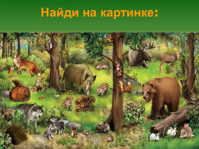 Презентация в подготовительной группе на тему: Лесные животные. Найди на картинке: Найди на картинке: