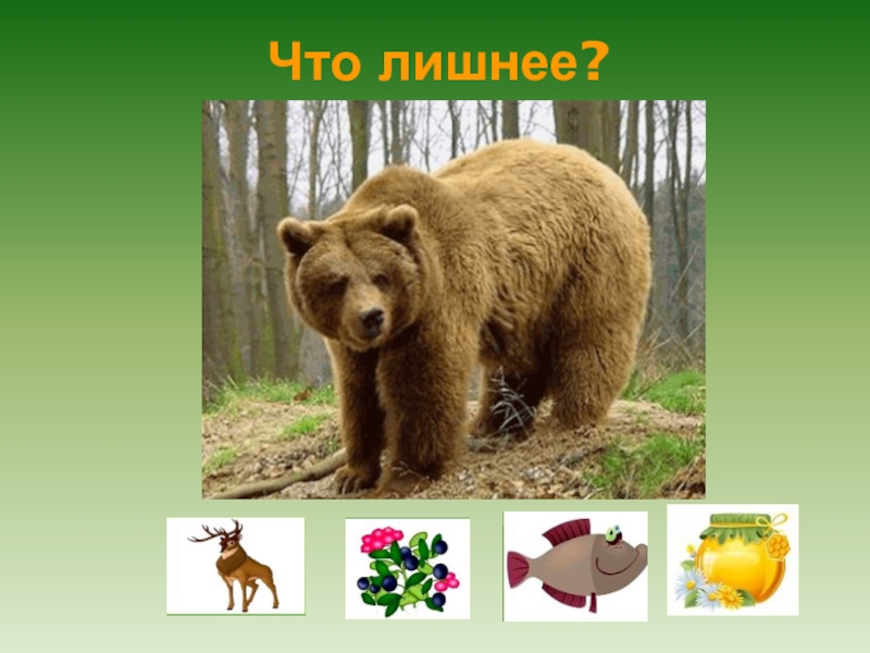 Презентация в подготовительной группе на тему: Лесные животные. Что лишнее? Что лишнее?