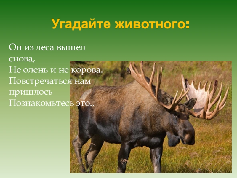 Презентация в подготовительной группе на тему: Лесные животные. Угадайте животного:Он из леса вышел снова, Не олень и не корова. Повстречаться нам пришлось Познакомьтесь это.. Угадайте животного:Он из леса вышел снова, Не олень и не корова. Повстречаться нам пришлось Познакомьтесь это..