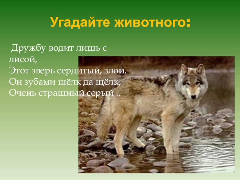 Презентация в подготовительной группе на тему: Лесные животные. Угадайте животного: Дружбу водит лишь с лисой, Этот зверь сердитый, злой. Угадайте животного: Дружбу водит лишь с лисой, Этот зверь сердитый, злой. Он зубами щёлк да щёлк, Очень