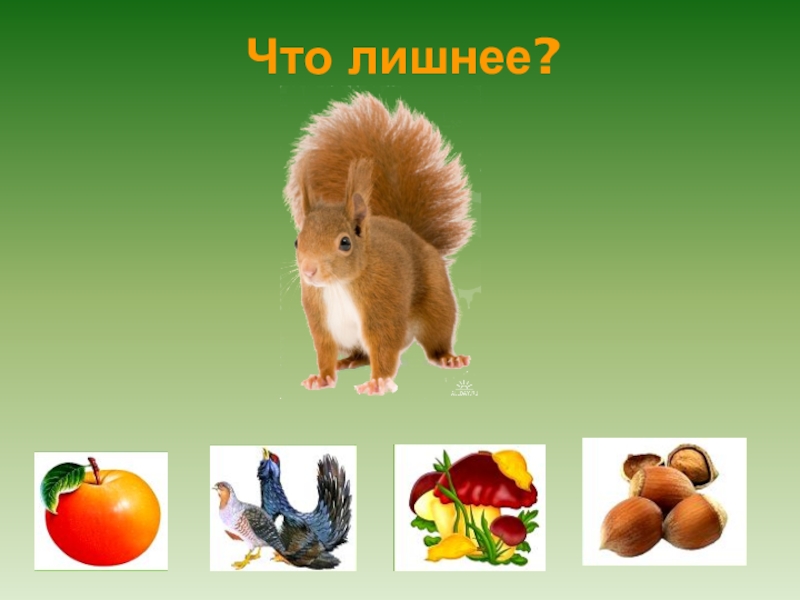 Презентация в подготовительной группе на тему: Лесные животные. Что лишнее? Что лишнее?