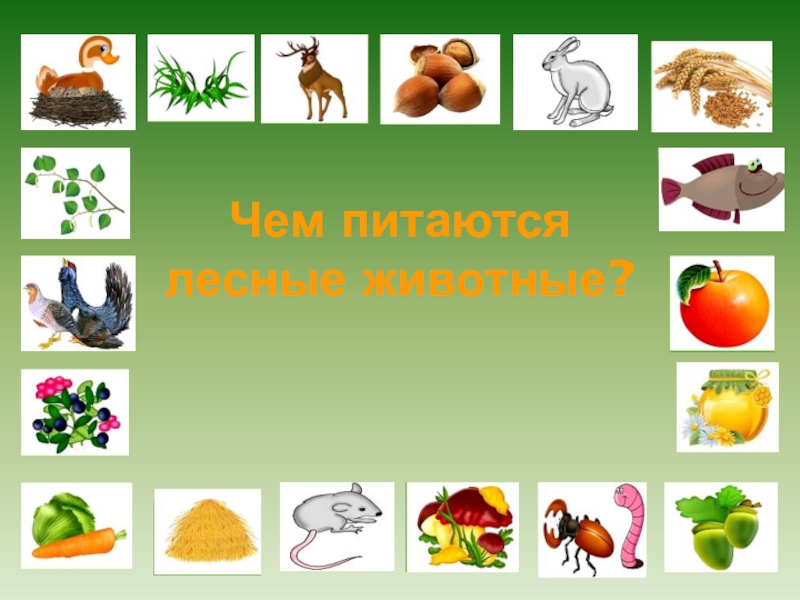 Презентация в подготовительной группе на тему: Лесные животные. Чем питаются лесные животные? Чем питаются лесные животные?