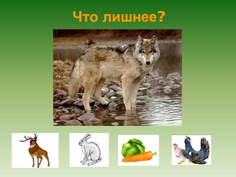 Презентация в подготовительной группе на тему: Лесные животные. Что лишнее? Что лишнее?