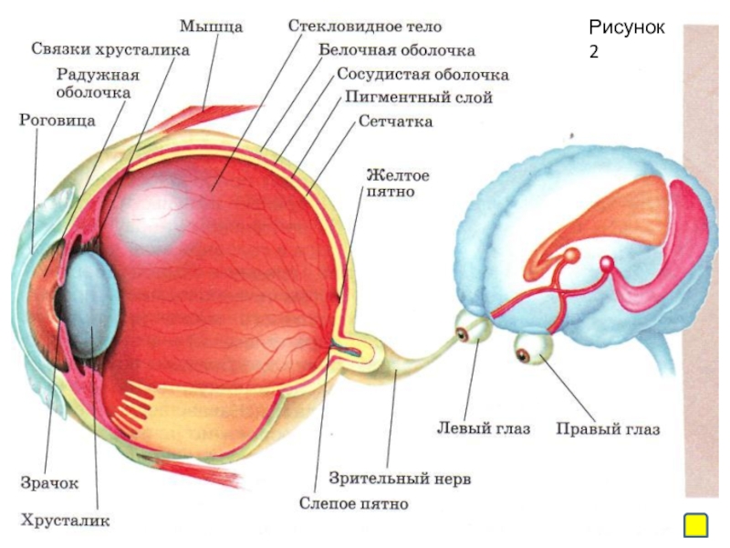 Презентация физиология зрительного анализатора