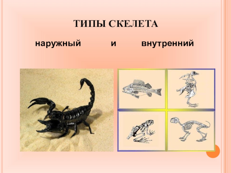 Скелет опора организма 6 класс биология презентация