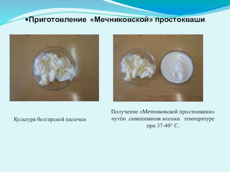 Конкурс проектных и творческих работ обучающихся образовательных учреждений Западного учебного округа Наука и техника 100 лет назад Приготовление «Мечниковской» простокваши Культура болгарской палочкиПолучение «Мечниковской простокваши» путём сквашивания молока температуре при 37-40° С. Приготовление «Мечниковской» простокваши Культура болгарской палочкиПолучение «Мечниковской простокваши» путём сквашивания молока температуре при 37-40° С.