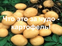 Презентация Что это за чудо-картофель!