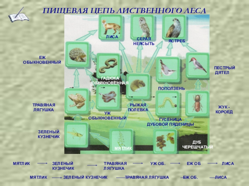 Цепь питания лиственного леса. Пищевая цепочка лиственного леса. Цепь питания леса. Цепочка питания лиственного леса. Пищевые цепи в лиственном лесу.