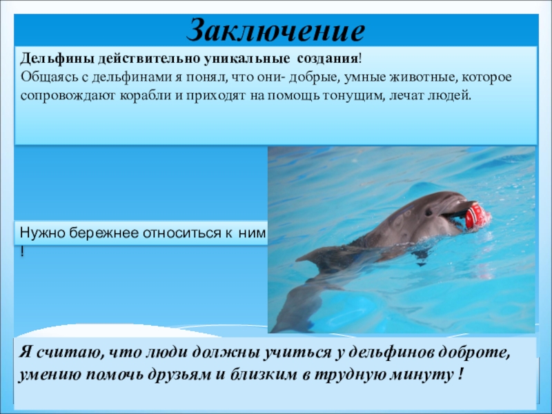 Дельфин 2 группа. Проект про дельфинов. Дельфины презентация. Презентация про дельфинов. Доклад про дельфинов.