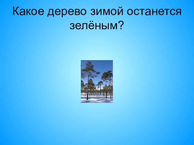 Какое дерево остается зимой зеленым. Деревья которые зимой остаются зелеными. Зимой зеленые листья у каких деревьев. Какие деревья остаются зелеными зимой. Растения которые остаются зеленые.