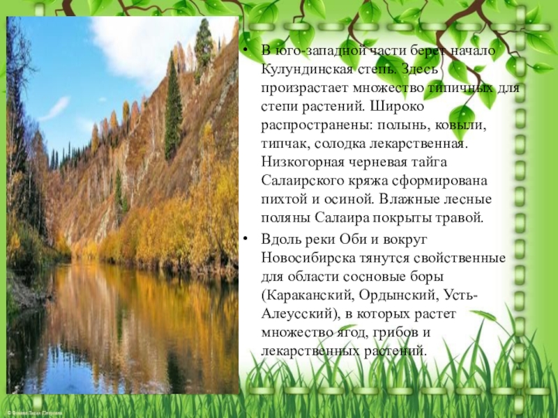 Природе широко распространены. Разнообразие природы Новосибирской области. Природа Новосибирской области презентация. Природа в Новосибирской области 3 класс. Проект о природе Новосибирска.