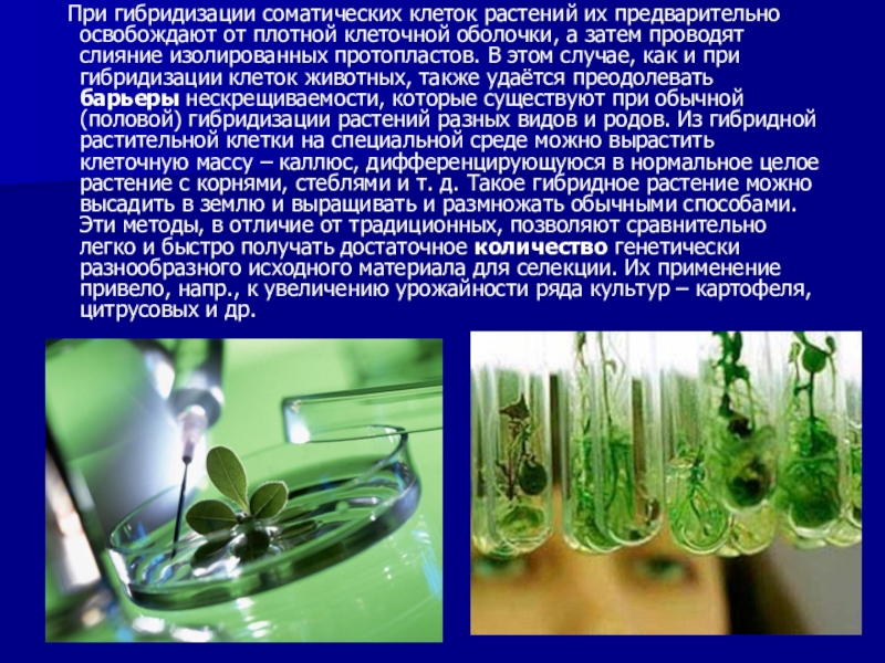 Методы биотехнологии растений. Клеточная биотехнология растений. Гибридизация клеточная инженерия. Гибридизация соматических клеток клеточная инженерия. Направления клеточной инженерии.