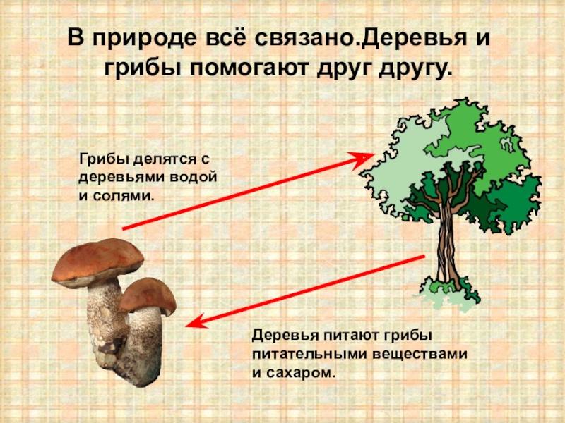 Грибы в природе схема