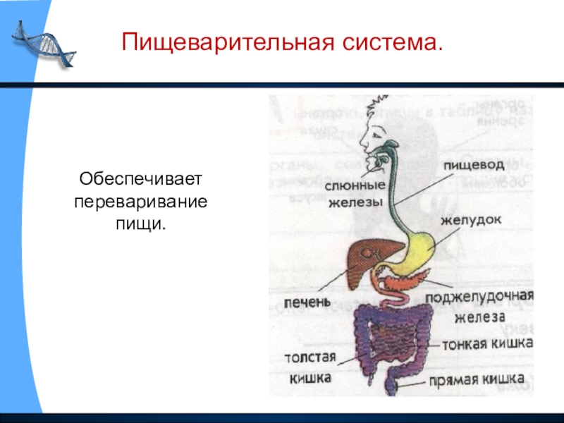 Составьте схему поступления и перемещения пищи по пищеварительному тракту птицы