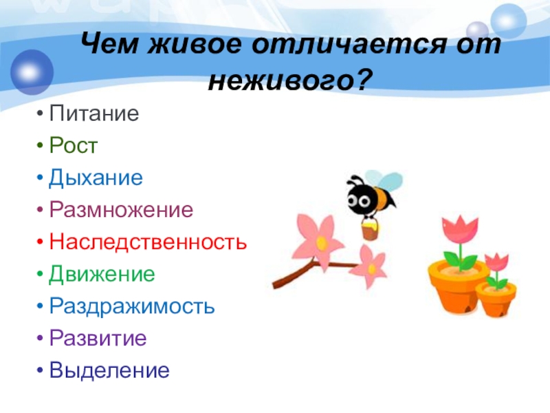 В чем отличие живого от неживого в структурном плане