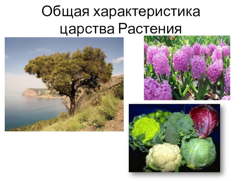 Растение 7. Растения 7 класс. Царство растений 7 класс. Презентация по биологии царство растений 7 класс. Царство растения видеоурок 7 класс.