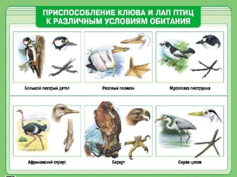 Группы питания птиц. Среда обитания птиц. Приспособление птиц к среде обитания. Экологические группы птиц. Приспособленность птиц.
