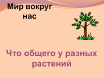 Презентация по окружающему миру Что общего у растений 1 класс
