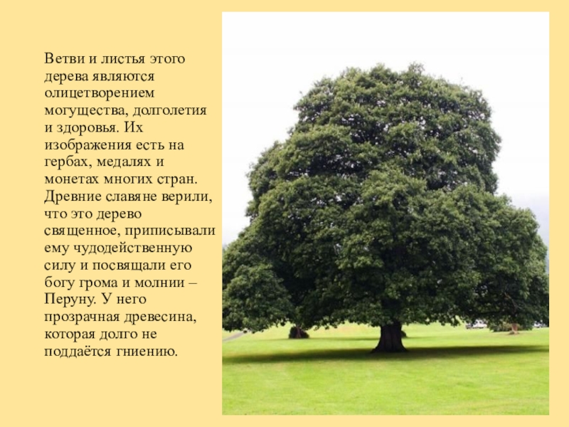 Какие деревья являются символом. Дерево считается священным. Деревом является:. Гирея дерево. Дуб дерево Перуна.