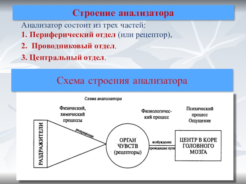 Понятие об анализаторах презентация 8 класс