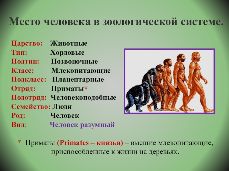 Род homo относится. Место человека в Зоологической системе. Классификация человека. Систематика человека разумного. Биологическая классификация человека разумного.