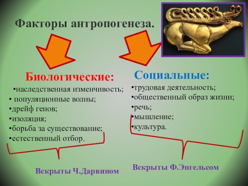 Биологические и социальные факторы эволюции человека презентация