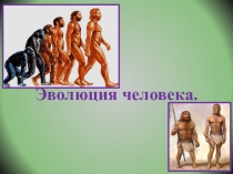 Урок биологии 8 класс Эволюция человека