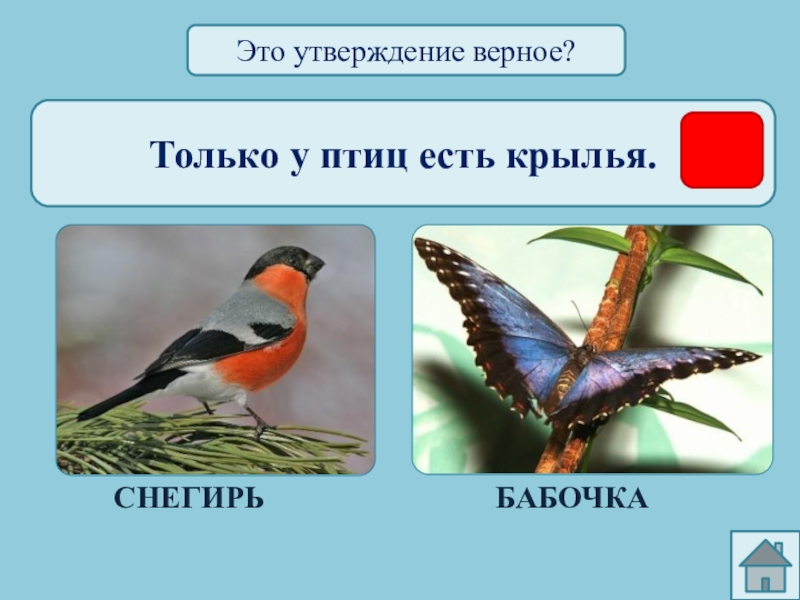 У нас есть птицы. Кто такие птицы. Признак птиц окружающий мир. Какие бывают Крылья у птиц окружающий мир 1 класс. Чем питаются птицы 1 класс окружающий мир.