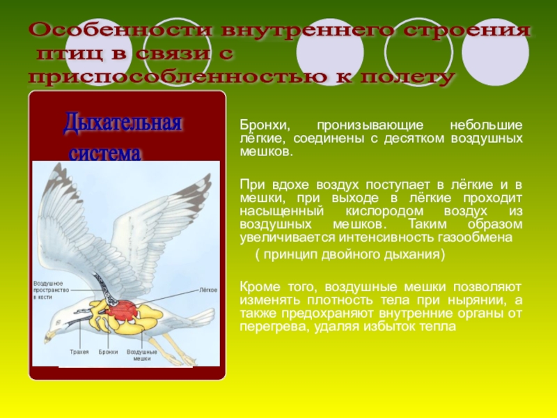 Класс птицы общая характеристика презентация 7 класс