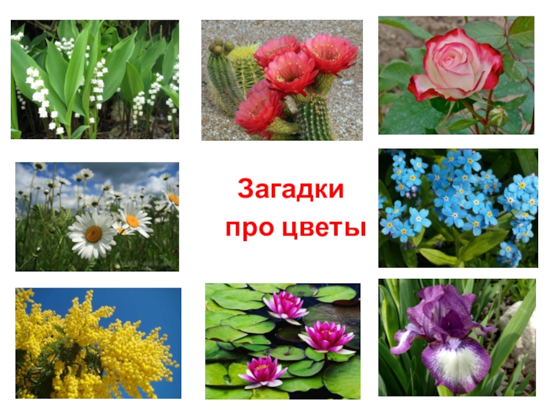 Презентация для начальной школы Загадки про цветы