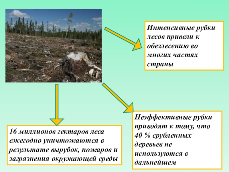 Для лесов характерно. Вырубка лесных массивов приводит к. К чему приводит вырубка лесов. Вырубка лесов задачи проекта. Вырубка лесов гипотеза.